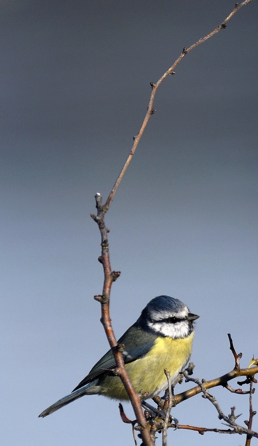 Mésange Bleue